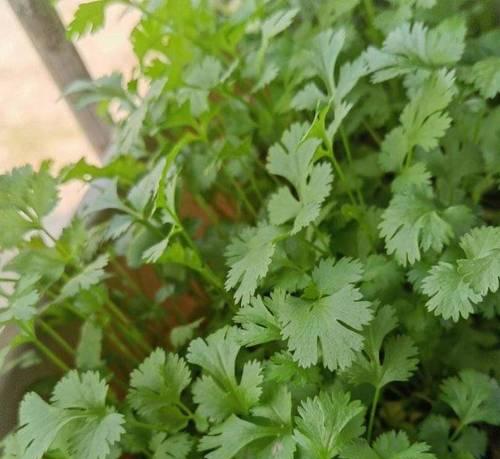 香菜种植技巧详解（从种子选购到出苗成功）