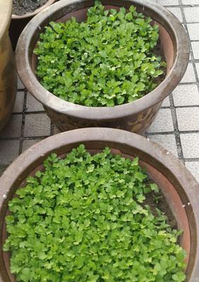 香菜种植技巧详解（从种子选购到出苗成功）