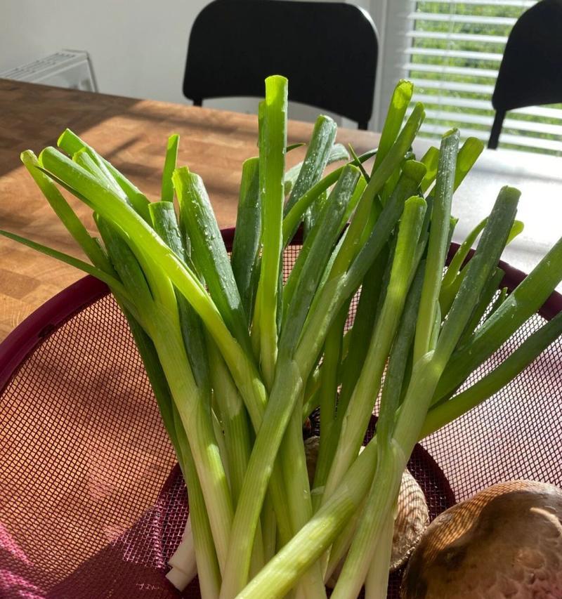 香菜冷冻保存的正确方法（如何保存新鲜的香菜不失香味和口感）