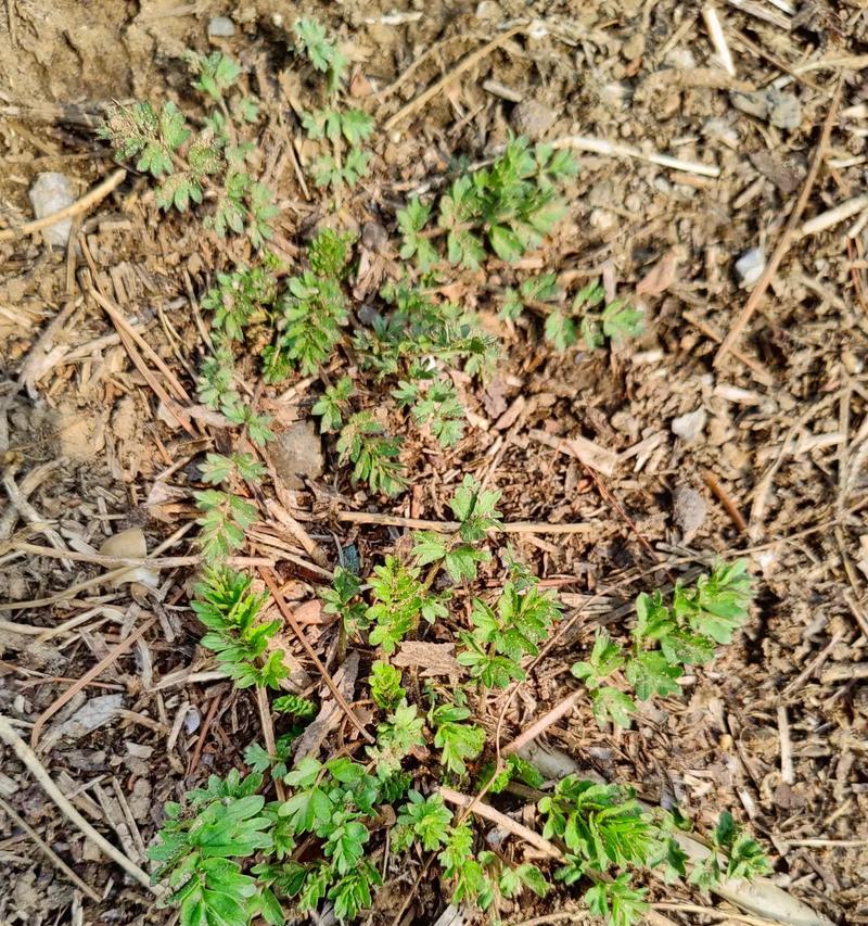 香菜是一种什么根系的植物（探究香菜的根系结构及特点）