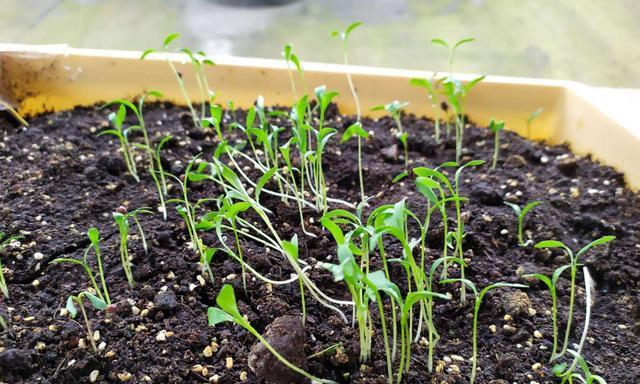 香菜是一种什么根系的植物（探究香菜的根系结构及特点）