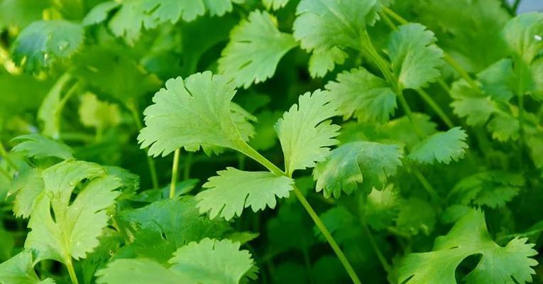 解析香菜的味道特点（探究香菜的浓郁香气及口感魅力）