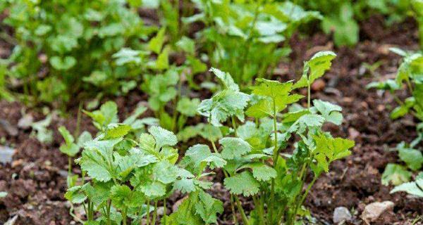 香菜的喜光性特点（探究香菜的生长条件和生理表现）