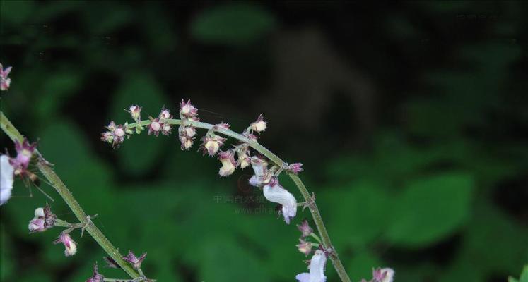 了解香菜——这种植物有哪些别名和用途（探究香菜的命名和分布）