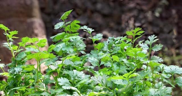 如何保存新鲜的香菜（科学方法让香菜长时间保鲜）