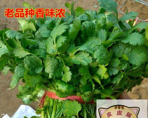 香菜怎么留种子（简单方法让你轻松留下香菜种子）