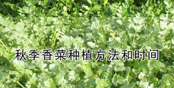 香菜种植全攻略（时间）