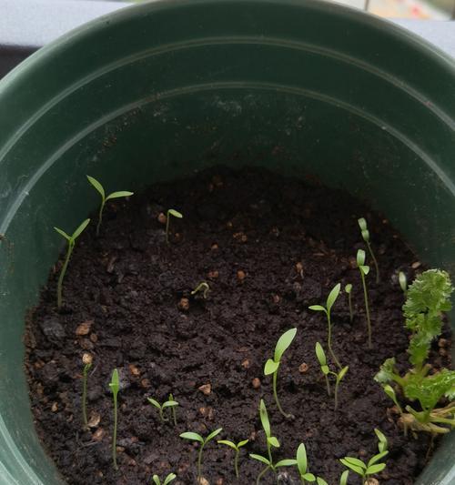 从香菜种子到翠绿嫩芽，发芽几天（探究香菜种子的发芽时间和方法）