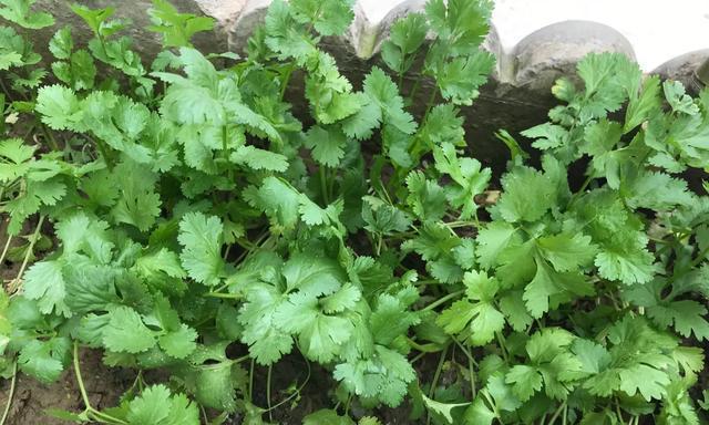 香菜种子播种的最佳时间（掌握种植时机）