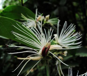 香椽树的花期（探寻香椽树开花的奥秘）