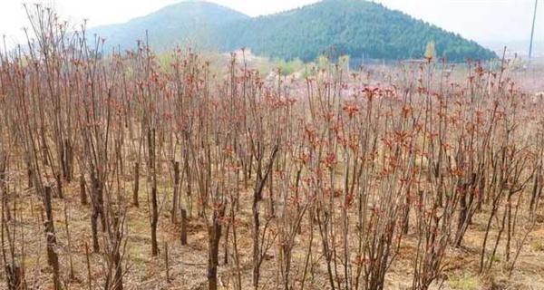 香椿采摘时间和收获季节（掌握正确的香椿采摘时间和收获季节）