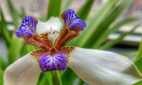 鸢尾花（探索鸢尾花背后的深意）