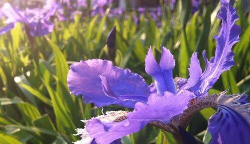 鸢尾花的寓意与象征意义（探索鸢尾花的深层内涵）