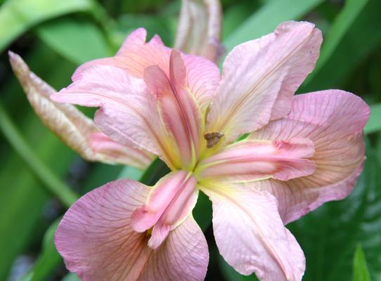 以鸢尾花的寓意致赠心仪之人（花开寄情）