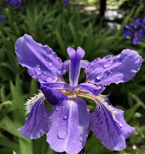 揭秘鸢尾花花语之神秘隐藏（花开话语）