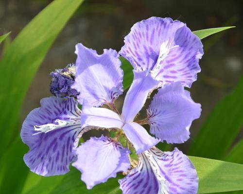 鸢尾花语的意义与传承（探索鸢尾花的神秘之意）