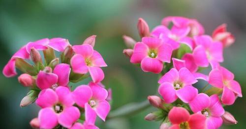 长寿花花语大揭秘，祝福与寓意不容错过（探究长寿花的花语）