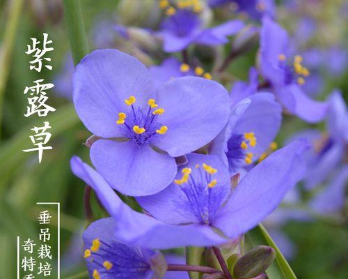 紫露草的花语——守望与祝福（紫露草的美丽传递希望）