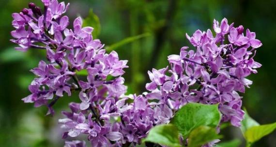 紫色丁香花语（丁香花的花语与象征意义）