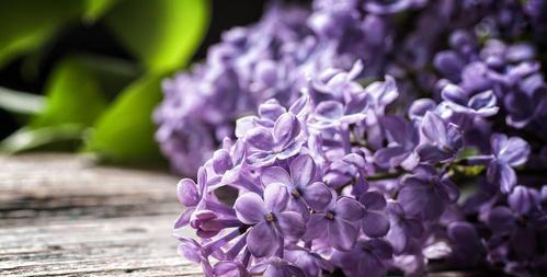 紫色丁香花语（丁香花的花语与象征意义）