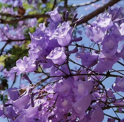 紫色马蹄莲花语，凝聚生命的美丽（梦幻般的紫色花海）