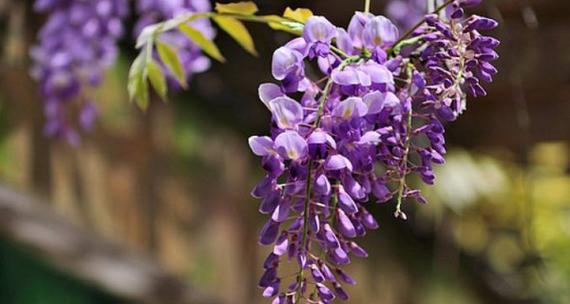 紫藤花（探寻紫藤花的花语和寓意）