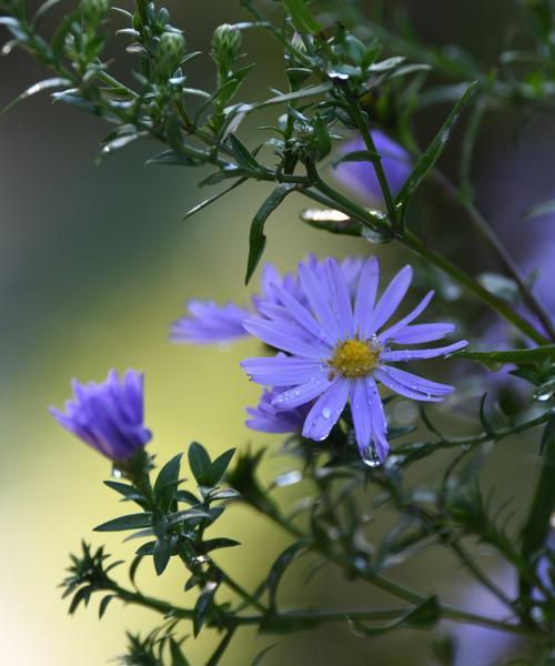 紫菀花语传说（探寻紫菀花语的源起与寓意）