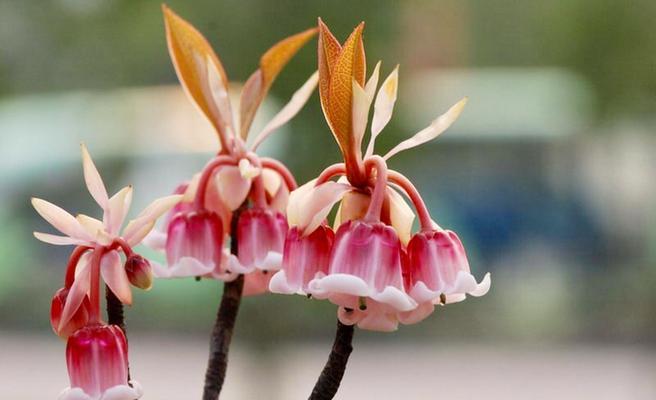 吊钟花的花语与含义（揭秘吊钟花的神秘语言）