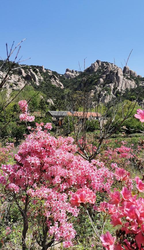 杜鹃花（探索杜鹃花的特点与象征意义）