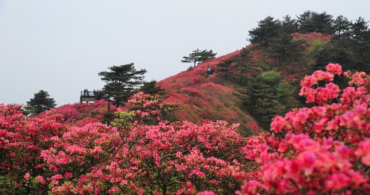 杜鹃花（探索杜鹃花的特点与象征意义）