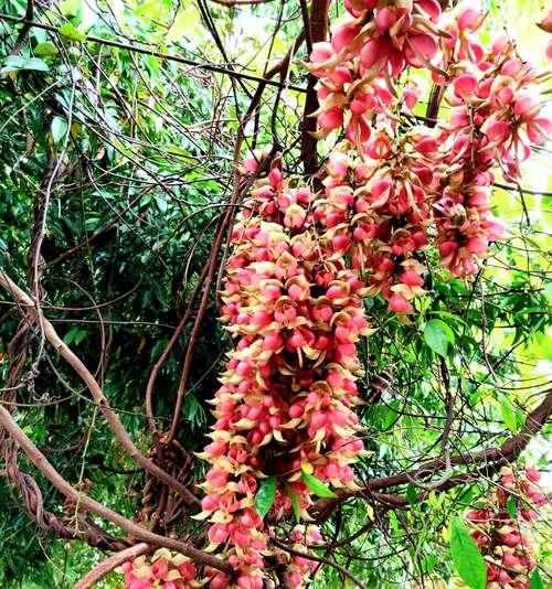 禾雀花花语之美——温柔的守望者（以禾雀花的花语为主题的文章）