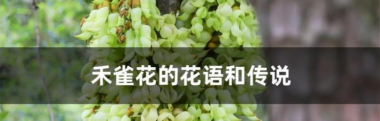 禾雀花花语之美——温柔的守望者（以禾雀花的花语为主题的文章）