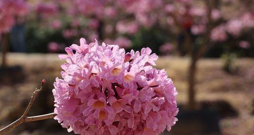 红花风铃木的花语之浪漫芳香（探秘红花风铃木花语的神秘魅力）