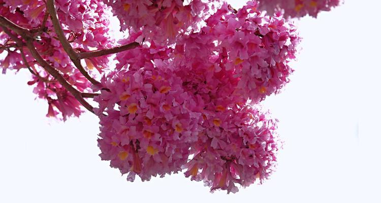 红花风铃木的花语之浪漫芳香（探秘红花风铃木花语的神秘魅力）