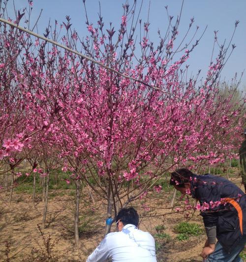 红叶碧桃花（以红叶碧桃花语是什么为主题的探索与分享）