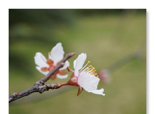 红叶李的花语（绽放秋色）