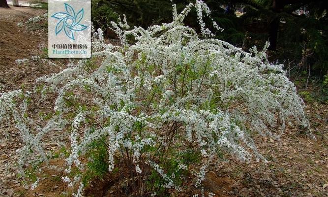 李叶绣线菊花语与情感传递（揭秘李叶绣线菊的花语寓意）