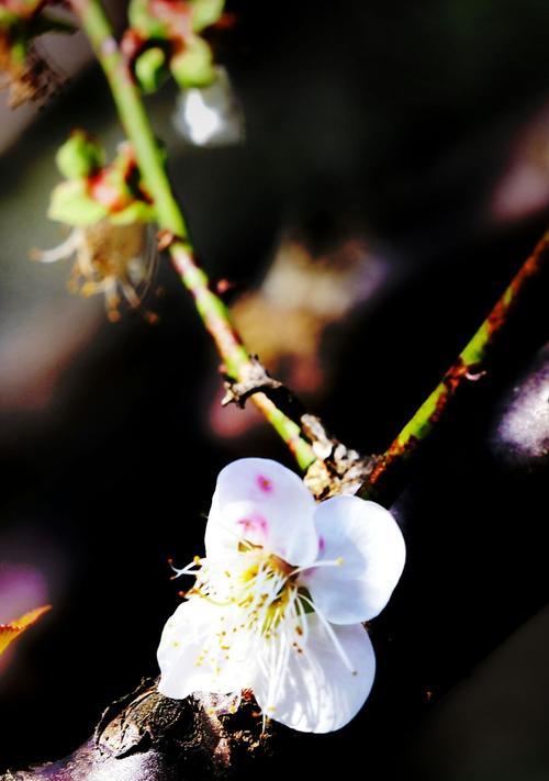 梅花的花语与意义（传承千年的梅花文化及其象征意义）