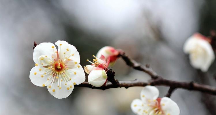 梅花的象征意义与美学价值（寒冬中的坚韧与纯洁——梅花的文化内涵）