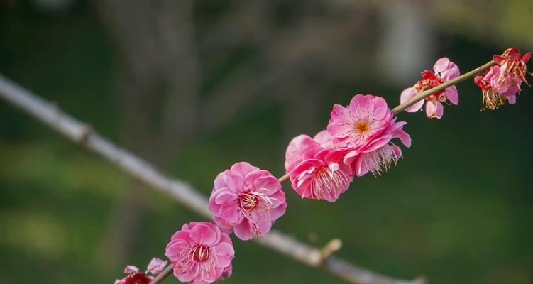 梅花的象征意义与美学价值（寒冬中的坚韧与纯洁——梅花的文化内涵）