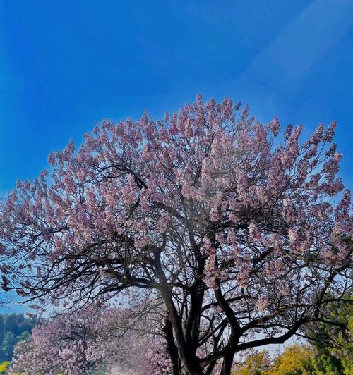 泡桐花的花语——浪漫与希望之花（美丽的泡桐花传递着温馨与憧憬）