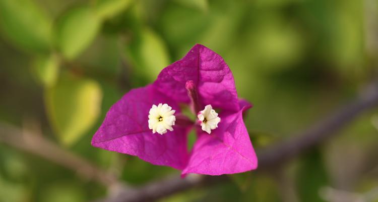 三角梅花语大全——花开如意，幸福洋溢（探寻三角梅花语）