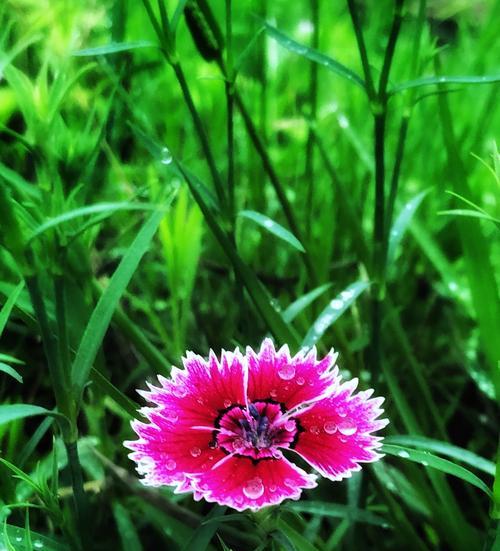 香石竹的花语及其意义（探寻香石竹的花语和象征意义）