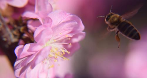 以榆叶梅的花语是什么（深入探索榆叶梅的含义与象征）