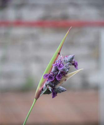 再力花的花语——诠释花卉间的情感纽带（再力花的花语传递着生命与爱的讯息）