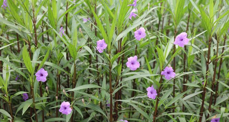 紫花翠芦莉的花语与意义（解读紫花翠芦莉）