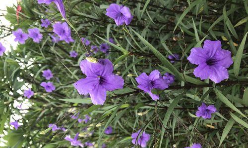 紫花翠芦莉的花语与意义（解读紫花翠芦莉）