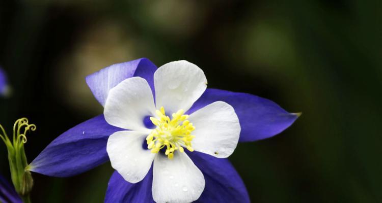 耧斗菜（传说中的花海守护者——耧斗菜）