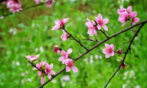 桃花（桃花的寓意与象征以及其对人生的启示）