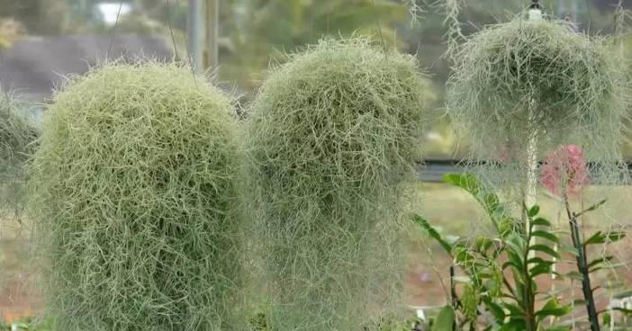 自由独立的植物世界（探索象征自由独立的植物与它们的意义）